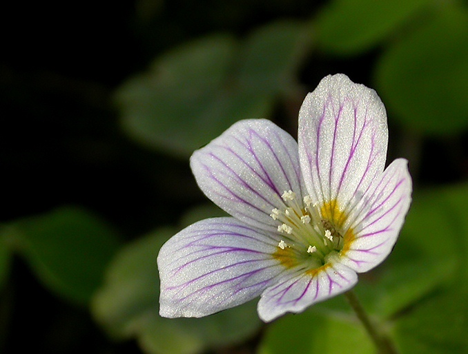 Blüte des Waldsauerklees (Oxalis acetosella)