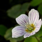 Blüte des Waldsauerklees (Oxalis acetosella)