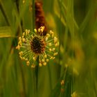 Blüte des Wegerichs