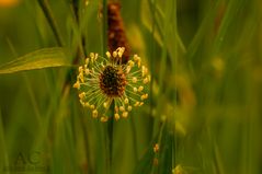 Blüte des Wegerichs