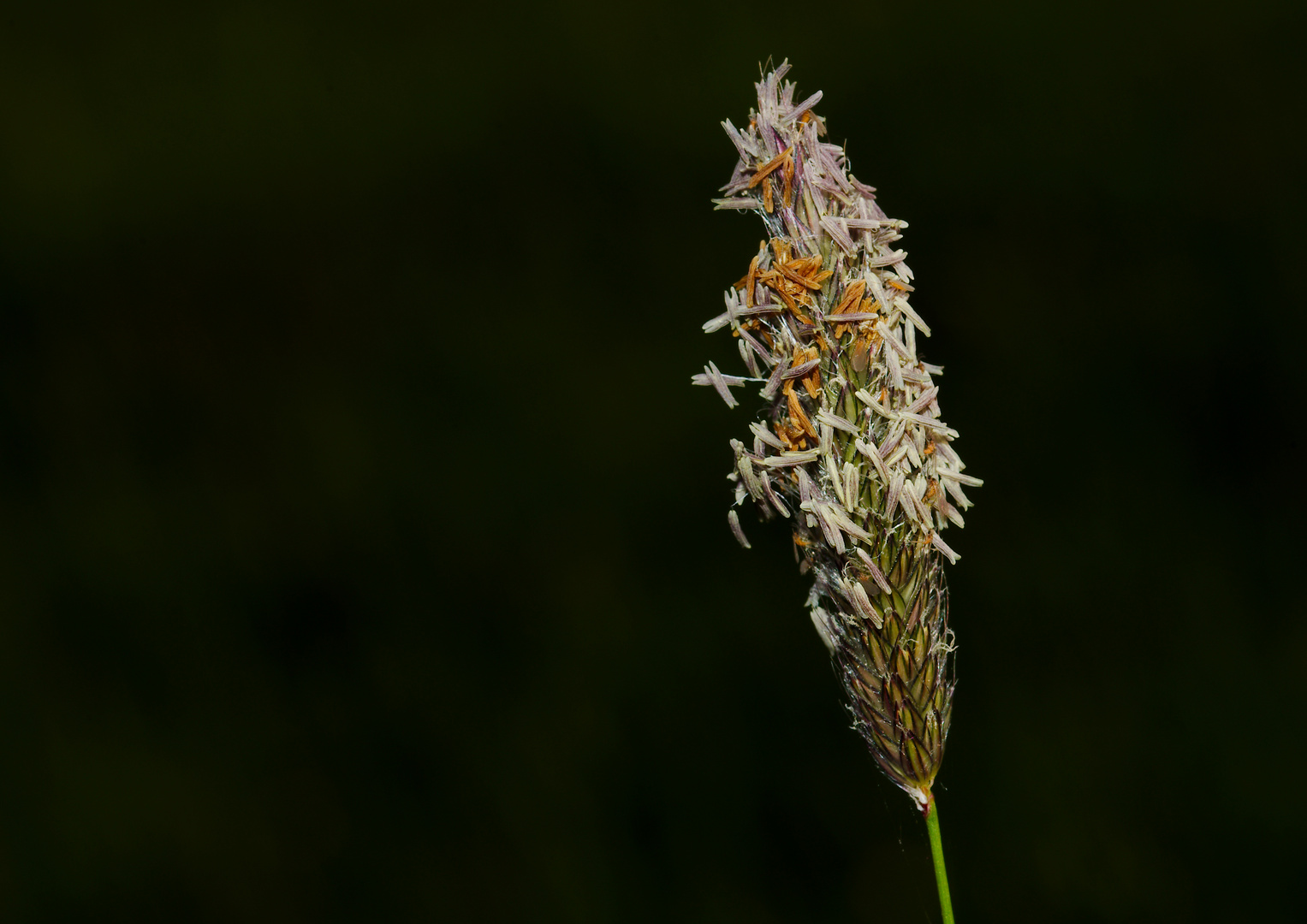 Blüte des Wiesenlieschgrases