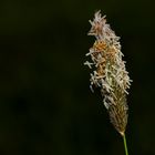 Blüte des Wiesenlieschgrases