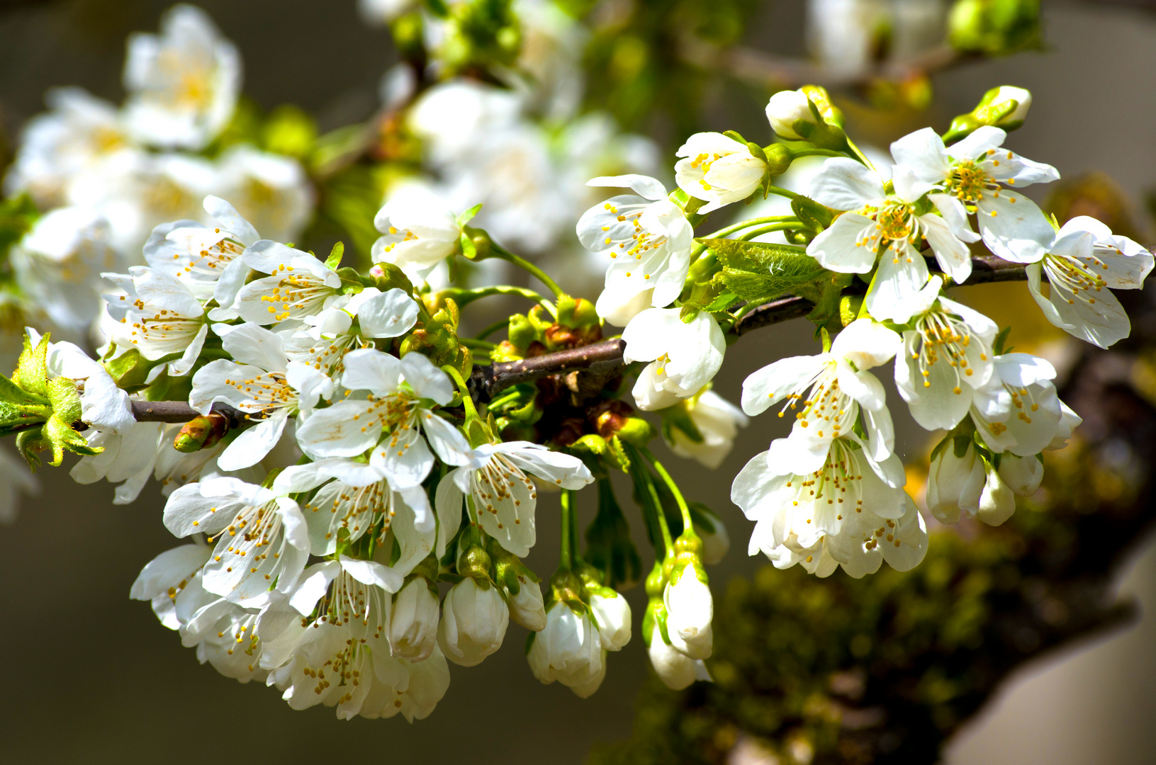 Blüte des wilden Apfels (Holzapfel)