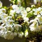 Blüte des wilden Apfels (Holzapfel)