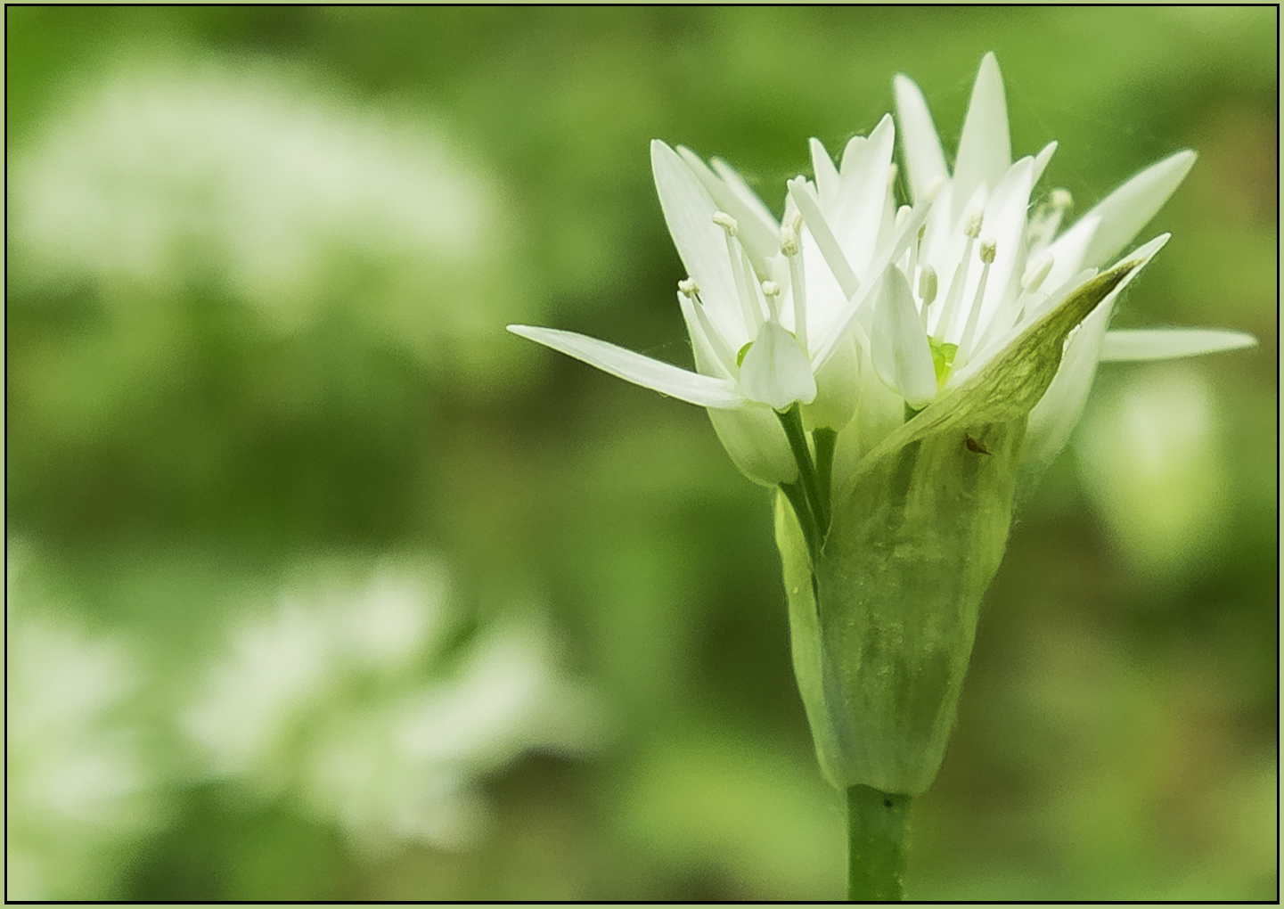 Blüte des wilden Bärlauch ...