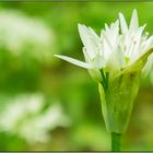 Blüte des wilden Bärlauch ...