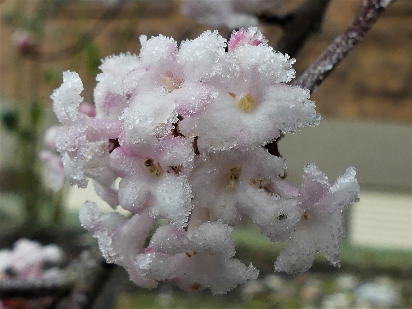 Blüte des Winterschneeball