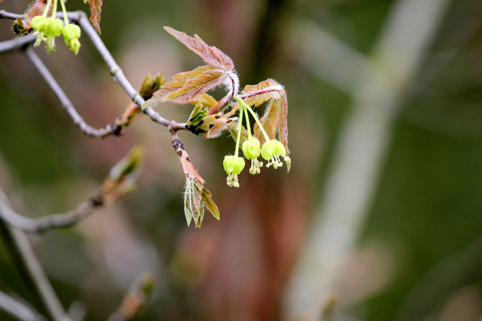 Blüte des Zimtahorn