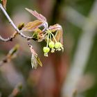 Blüte des Zimtahorn