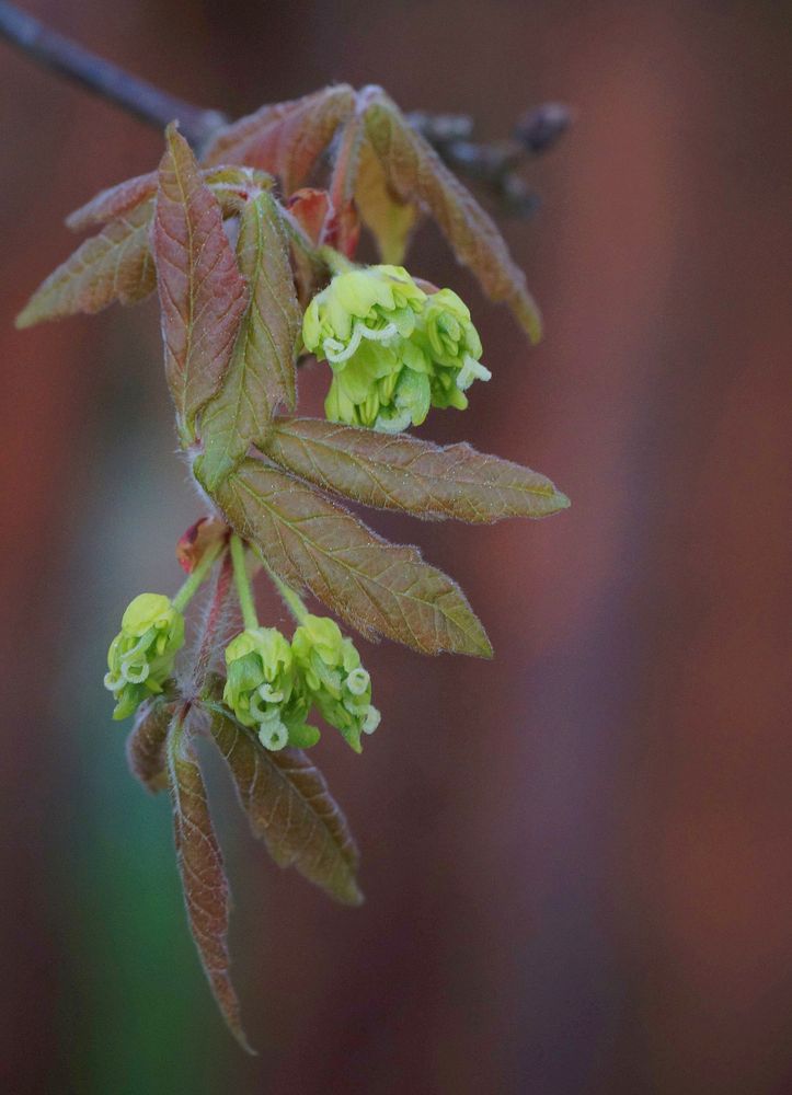 Blüte des Zimtahorns