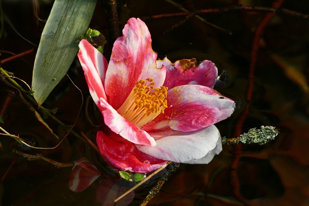 Blüte die ins Wasser fiel