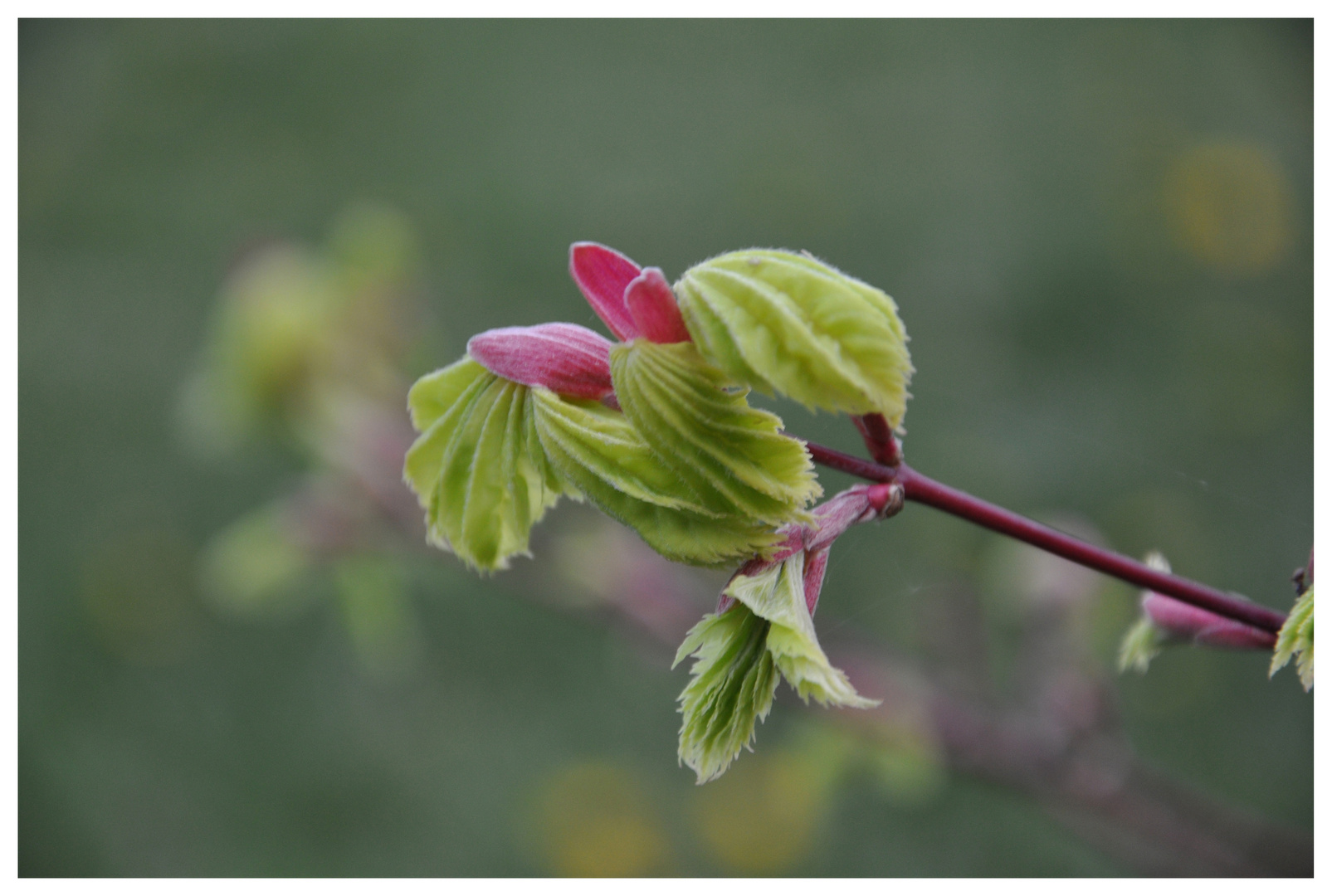 Blüte direkt