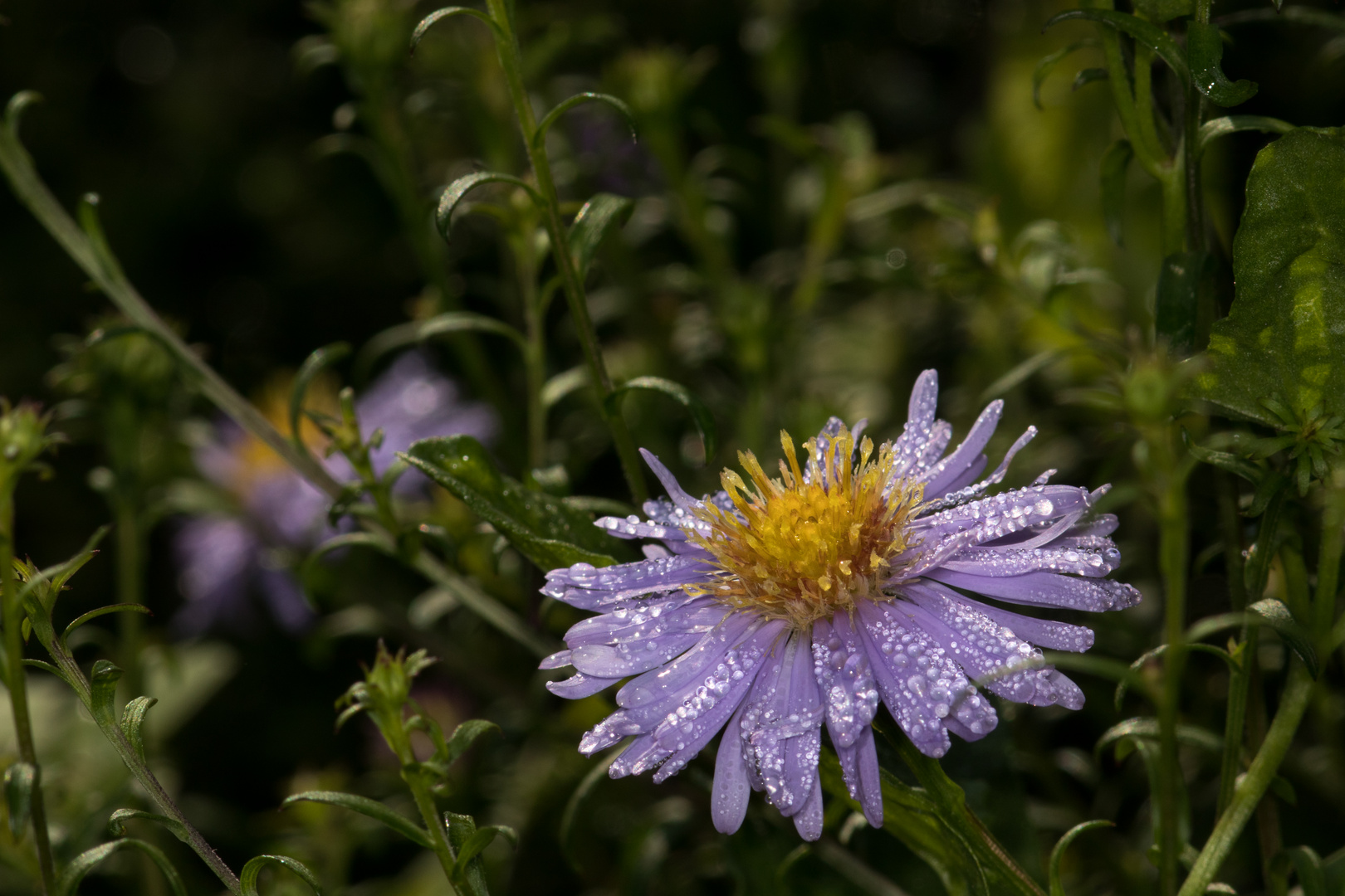 Blüte, durch glitzernde Tautropfen geschmückt