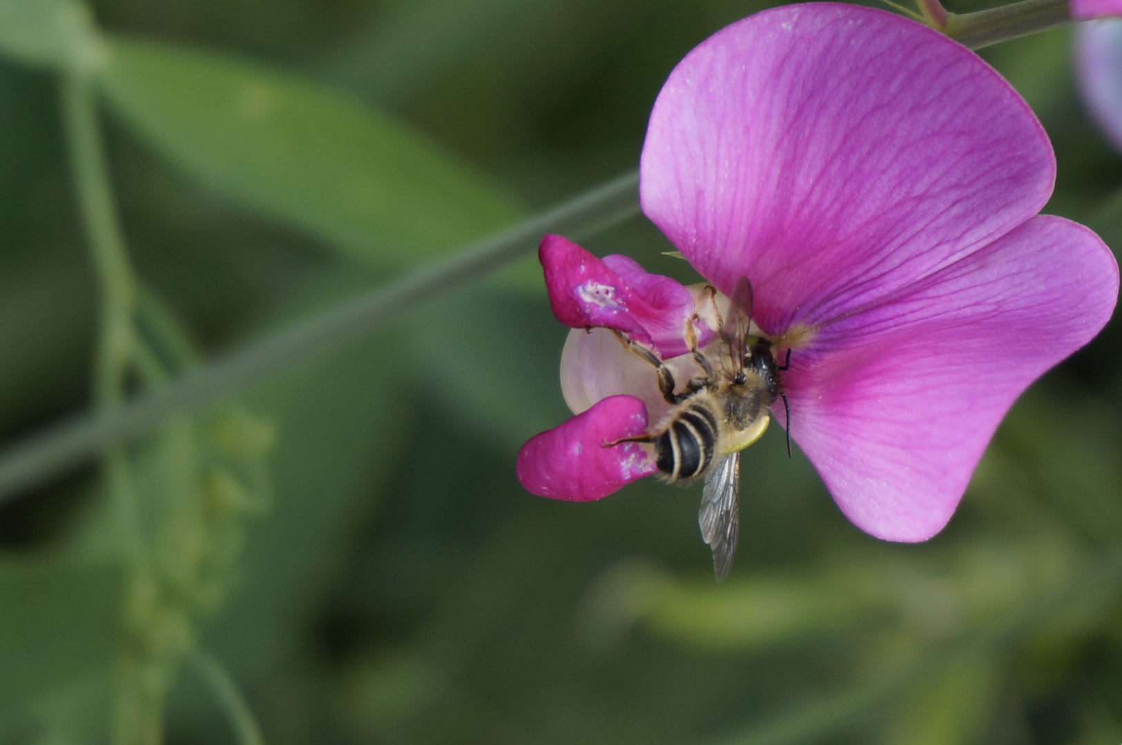 Blüte