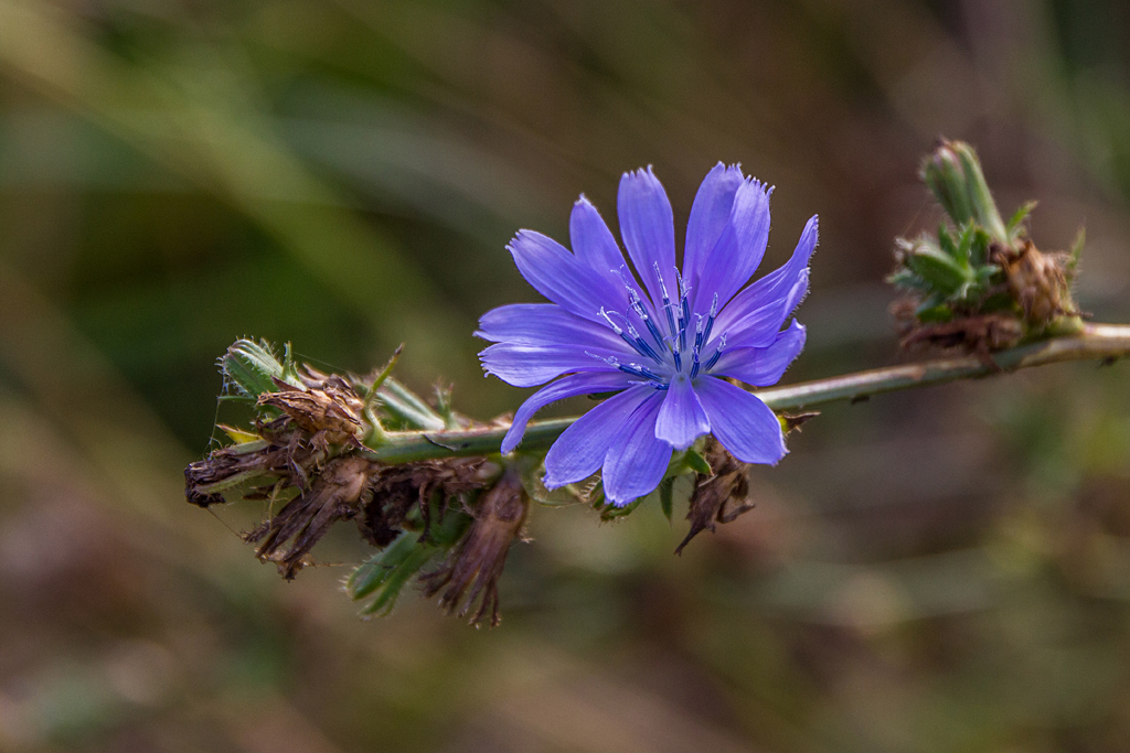 Blüte