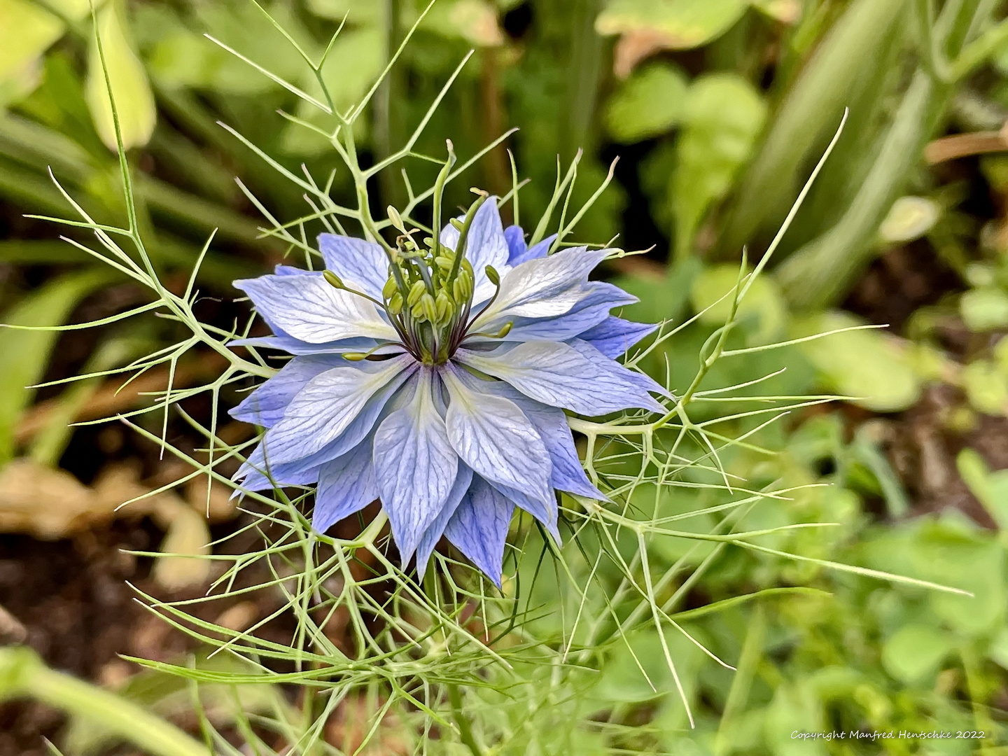 Blüte