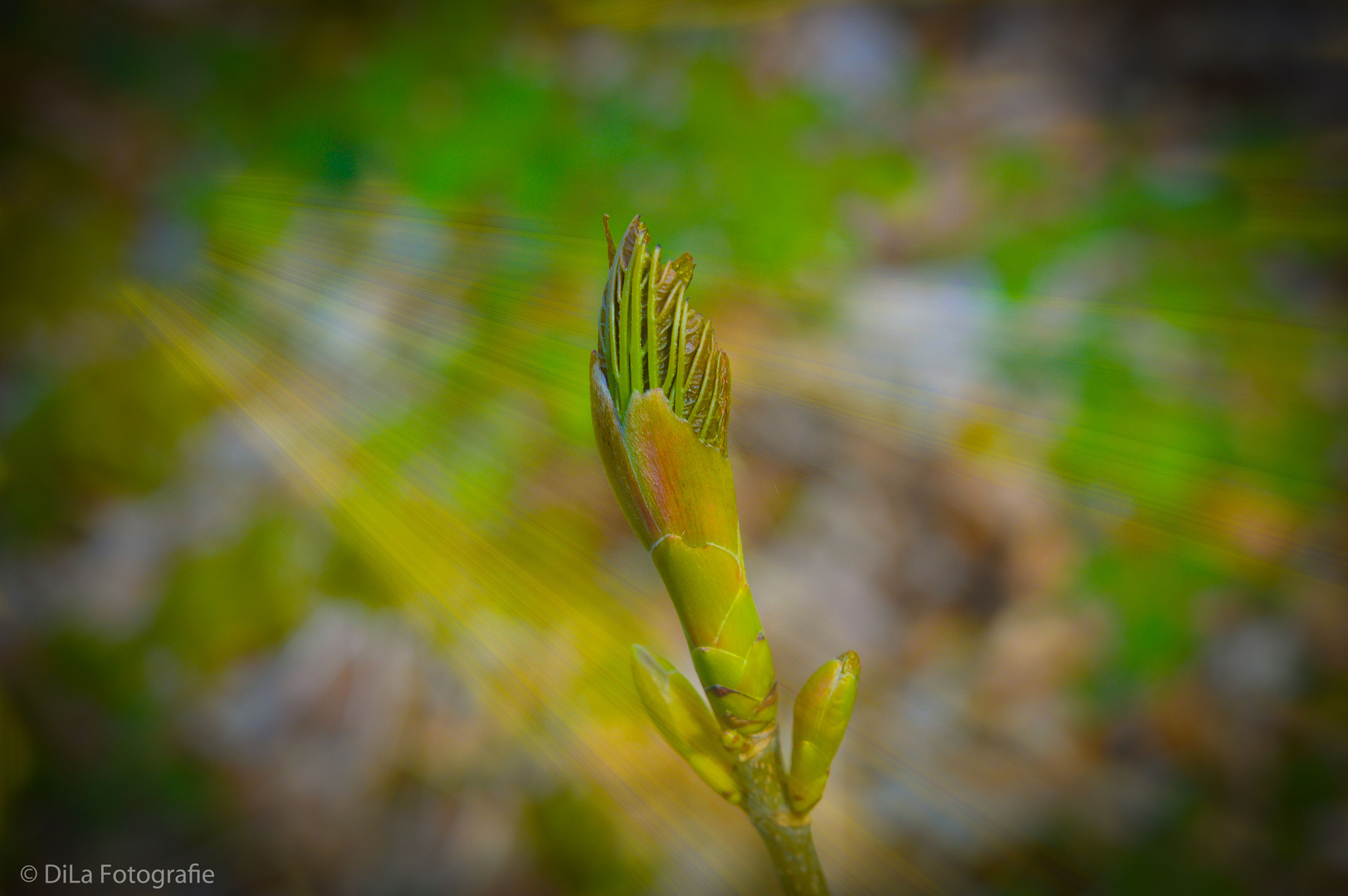 Blüte