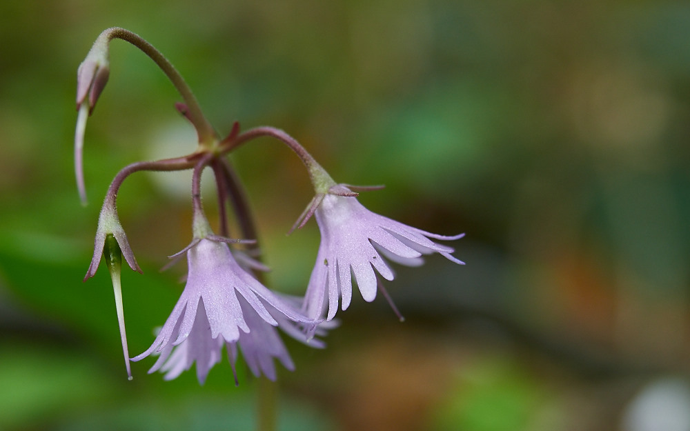 Blüte