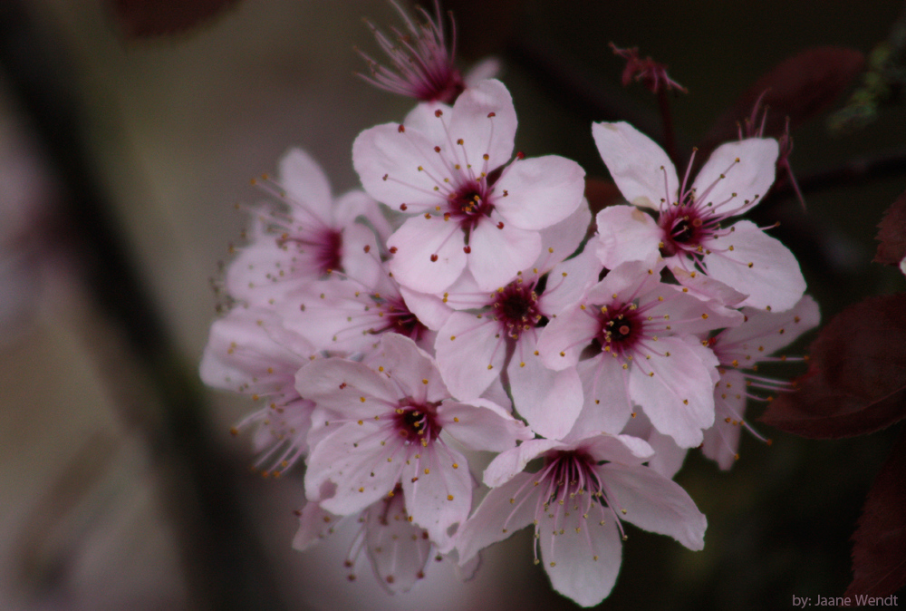 Blüte