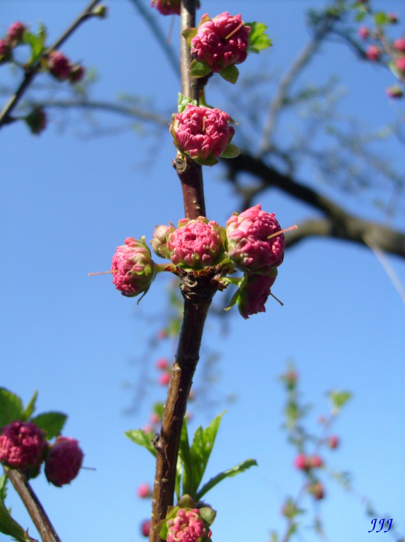 Blüte