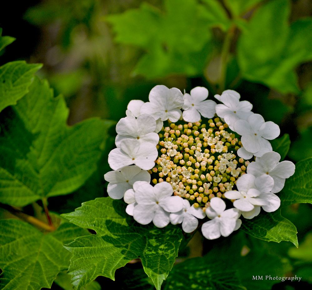 Blüte