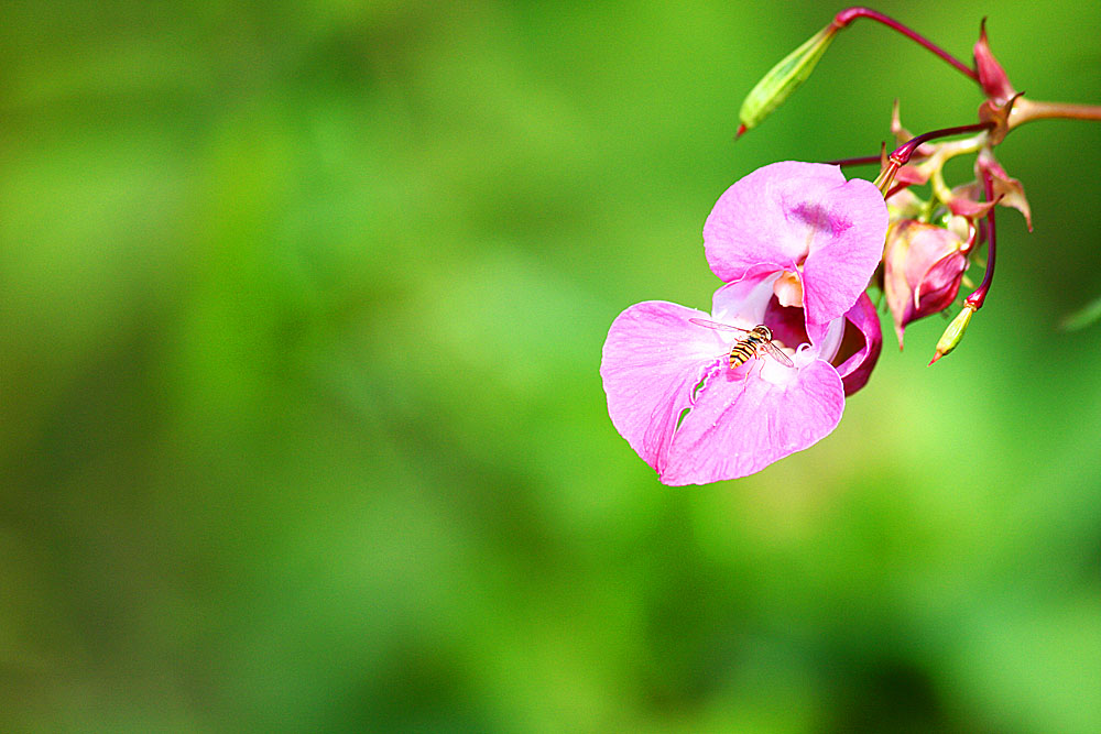 Blüte