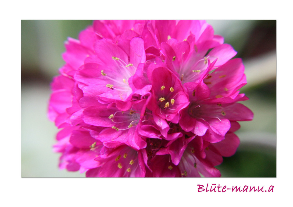 Blüte