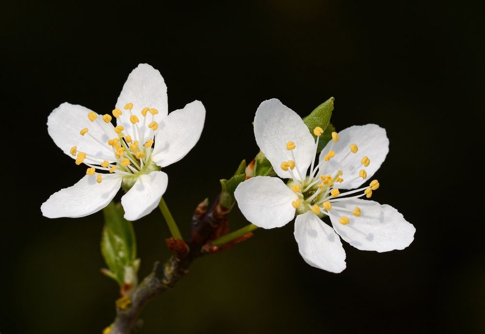 Blüte