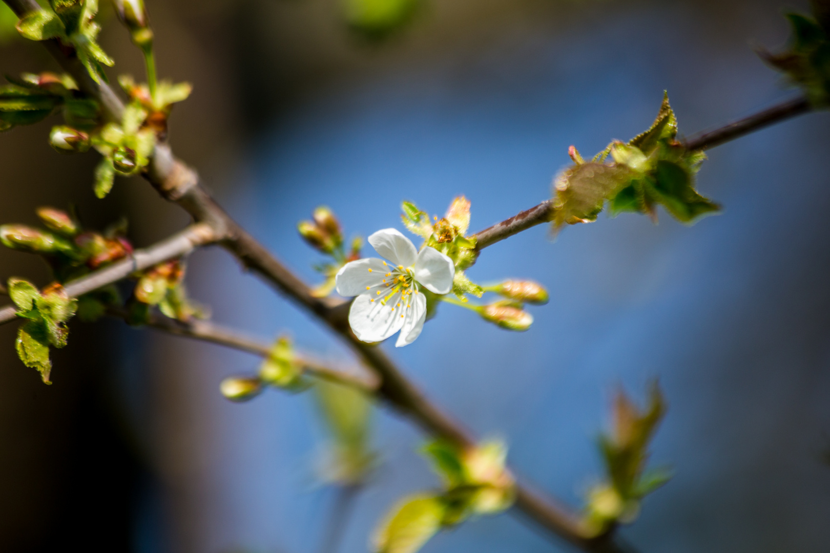 Blüte