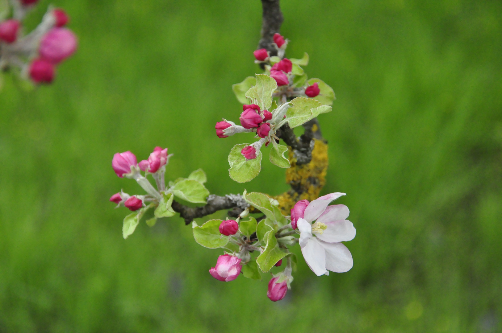 Blüte