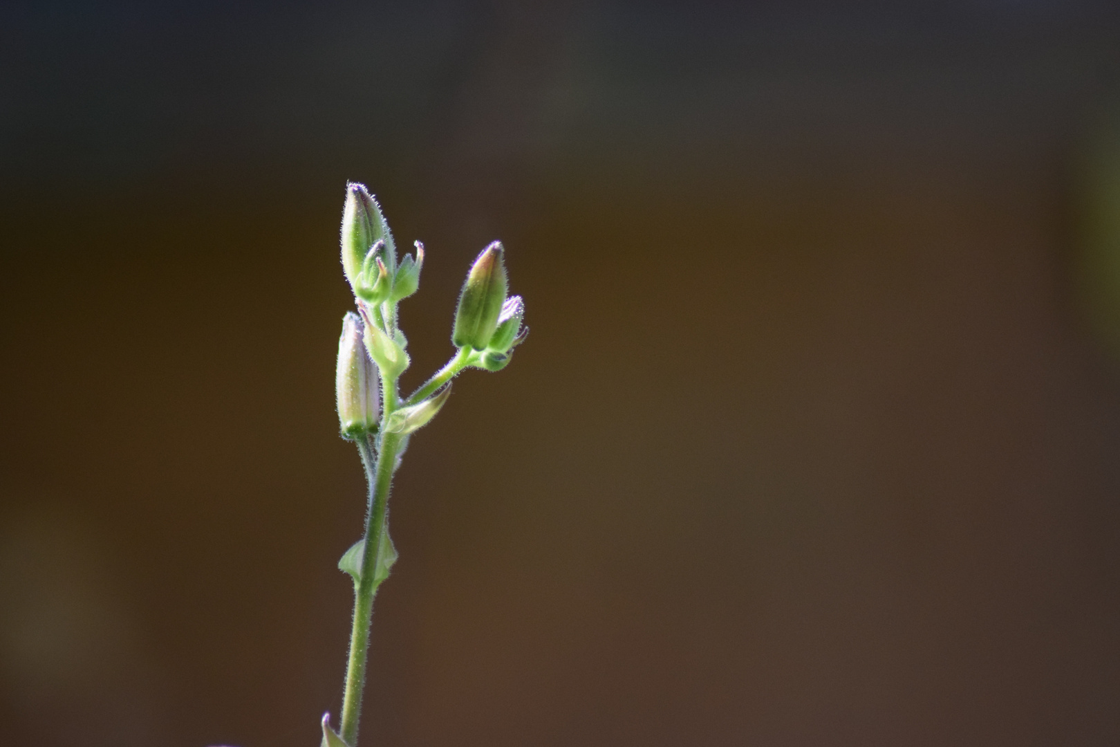 Blüte 