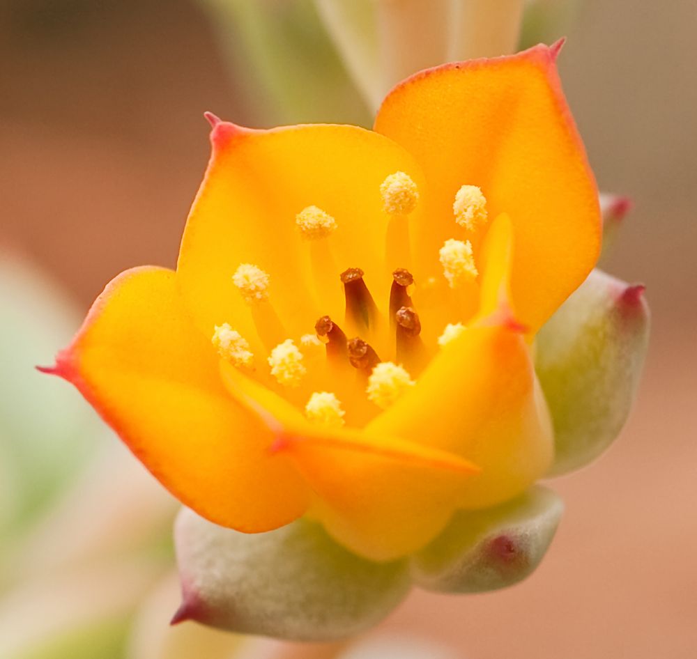 Blüte Echeveria