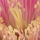 Blüte Echinopsis