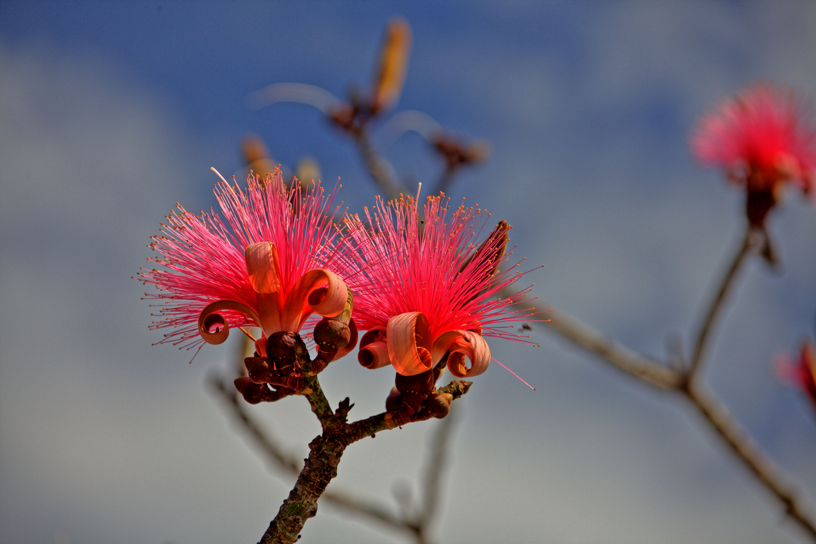 Blüte