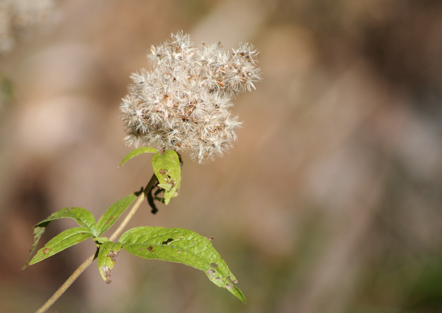 Blüte