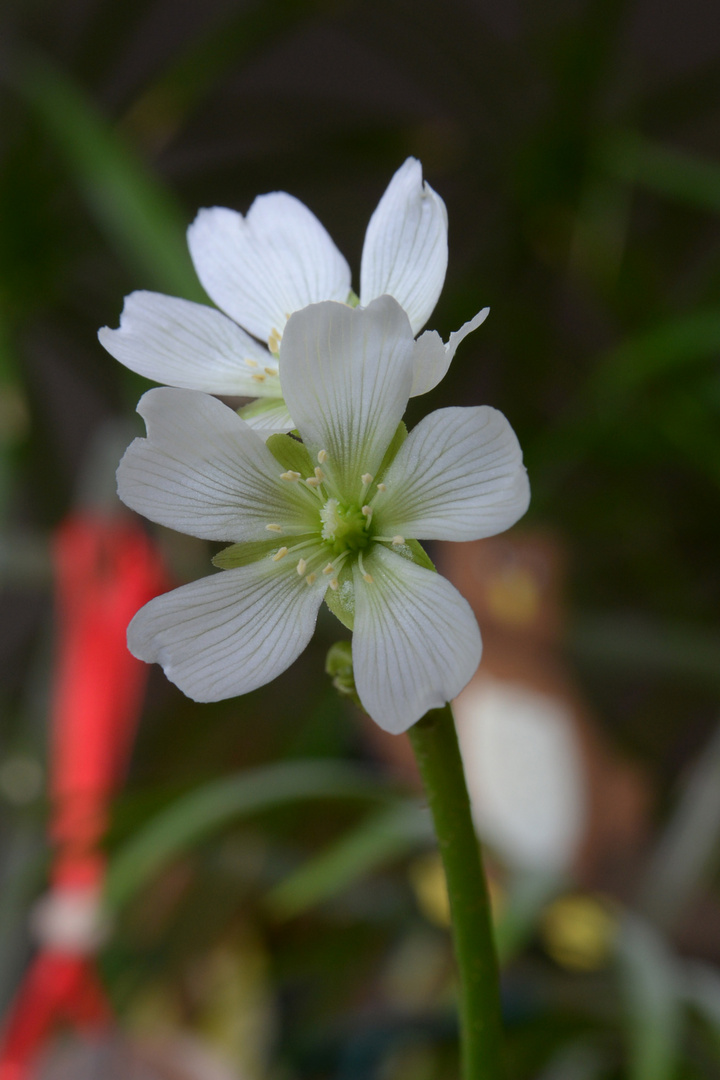 Blüte