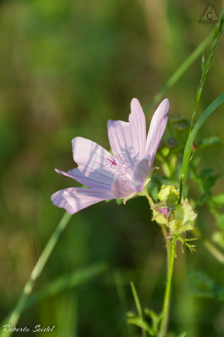 Blüte