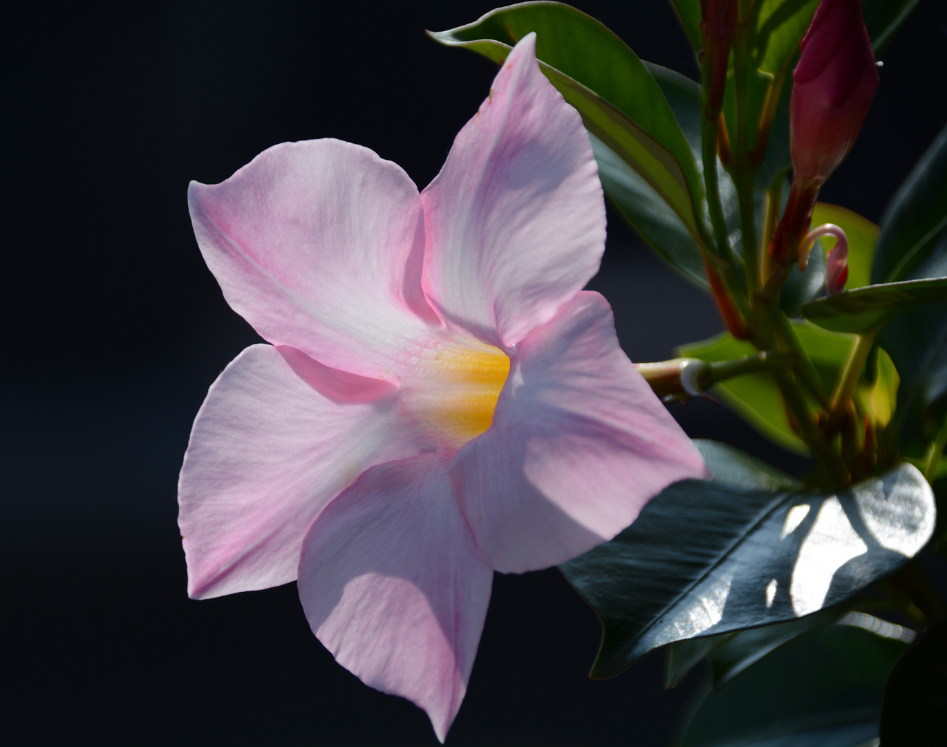 Blüte eine Dipladenie