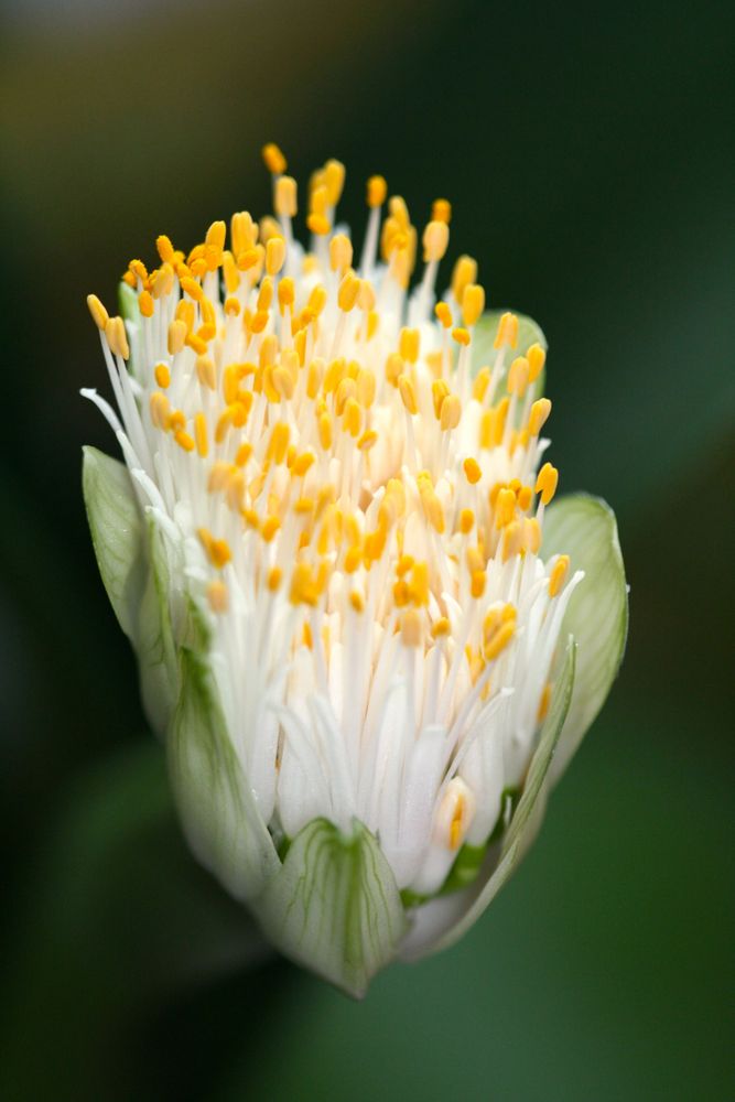 Blüte eine Elefantenohres