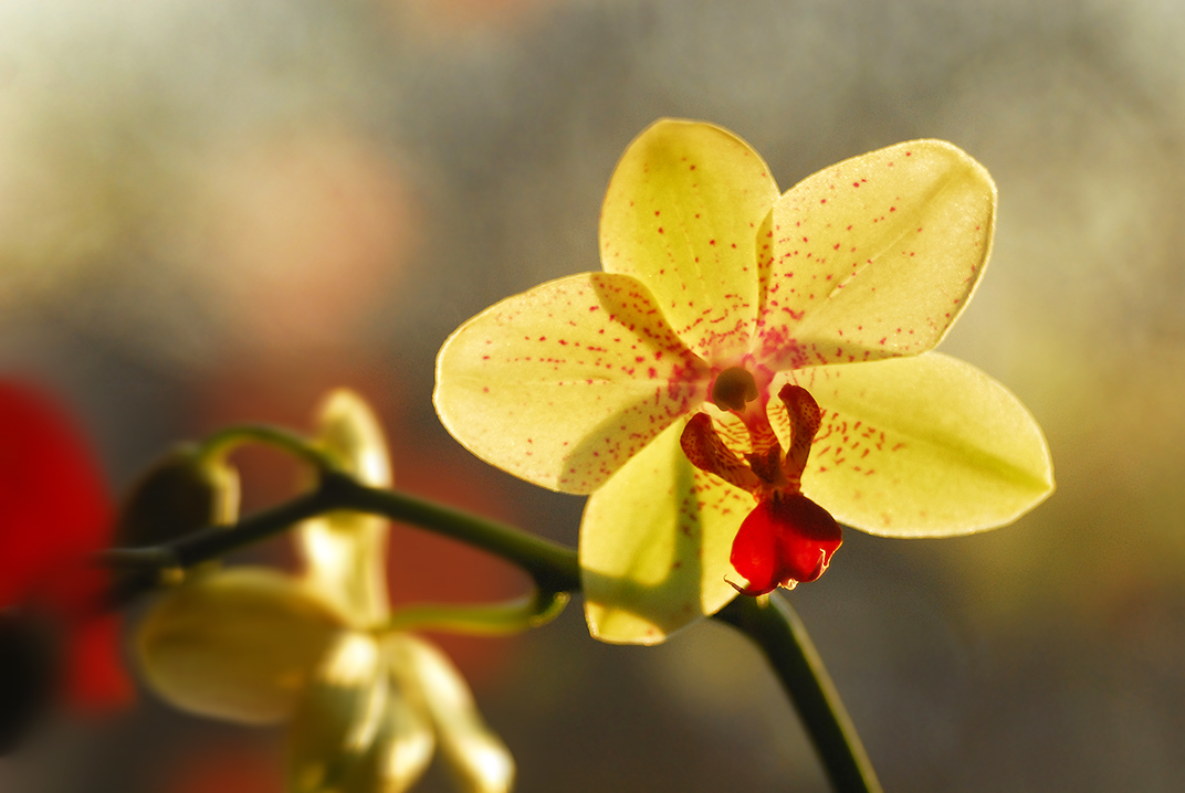 Blüte eine meiner Orchideen 