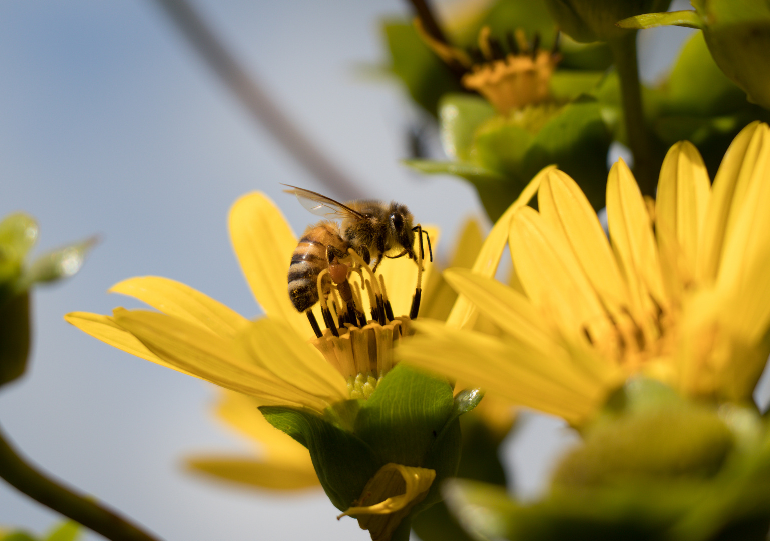 Blüte eine Silphie-Pflanze auf der eine Honigbiene Nektar sammelt