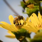 Blüte eine Silphie-Pflanze auf der eine Honigbiene Nektar sammelt