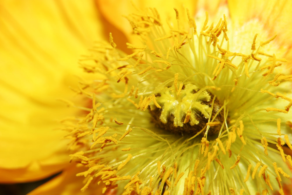 Blüte einer . . . ?