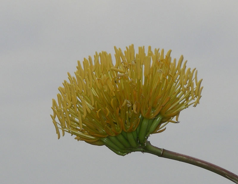 Blüte einer Agave