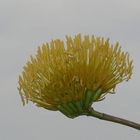 Blüte einer Agave