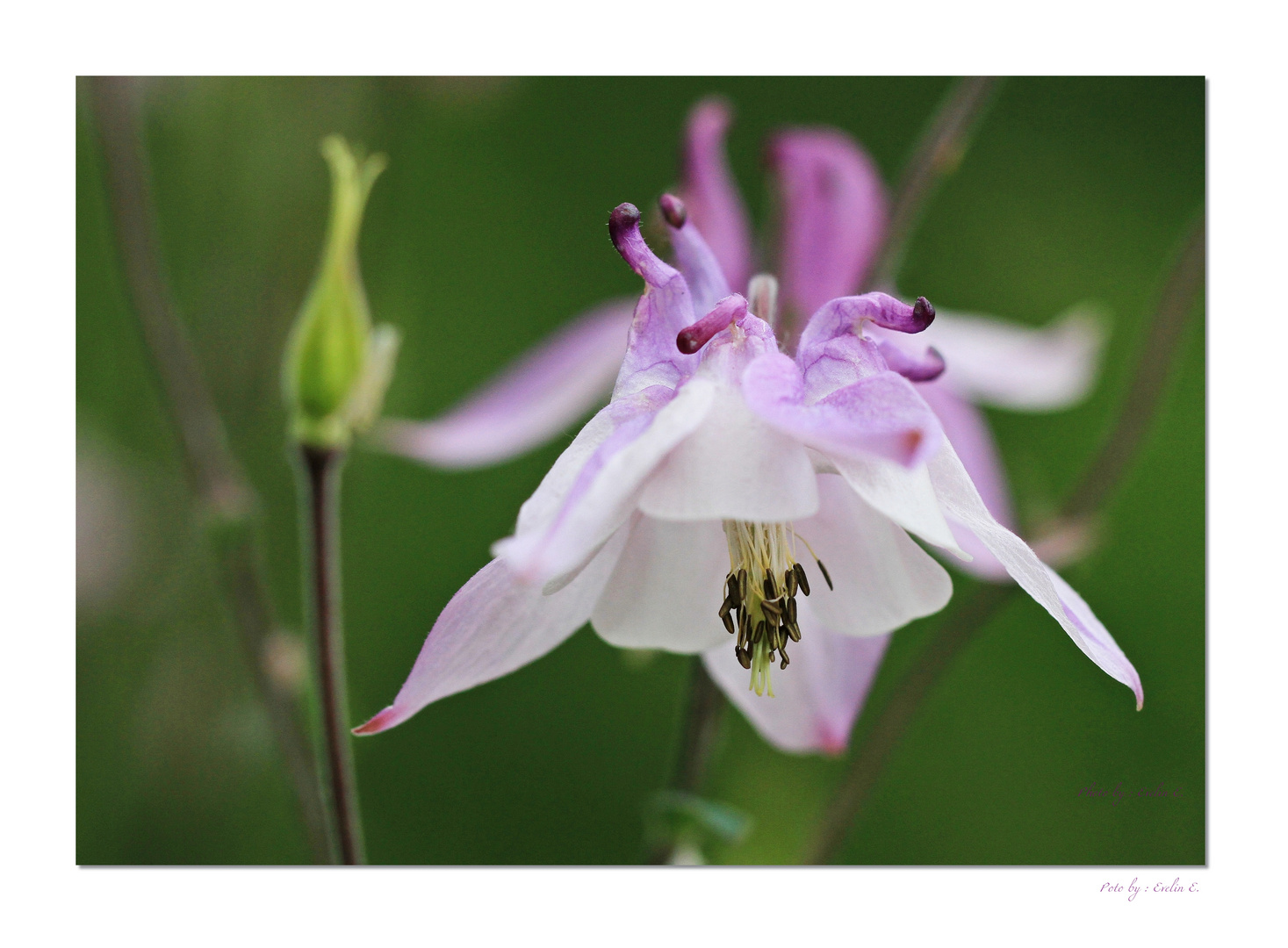 Blüte einer Akelei