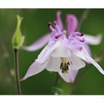 Blüte einer Akelei