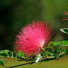 Blüte einer Albizia (Schirm- / Seidenakazie)