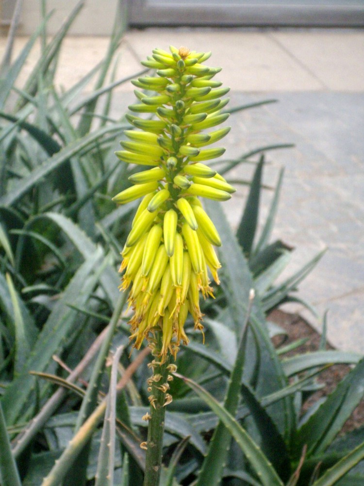 Blüte einer Aloe Vera