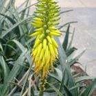 Blüte einer Aloe Vera
